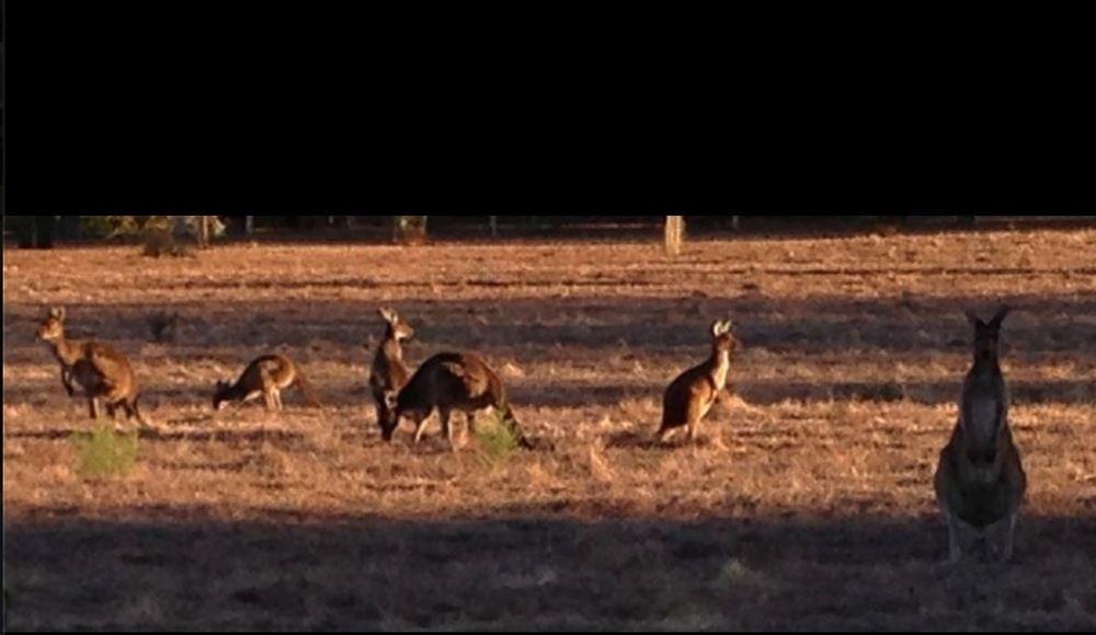 Busselton Guest House Luaran gambar